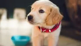 تولید محتوا پت شاپ: نکات