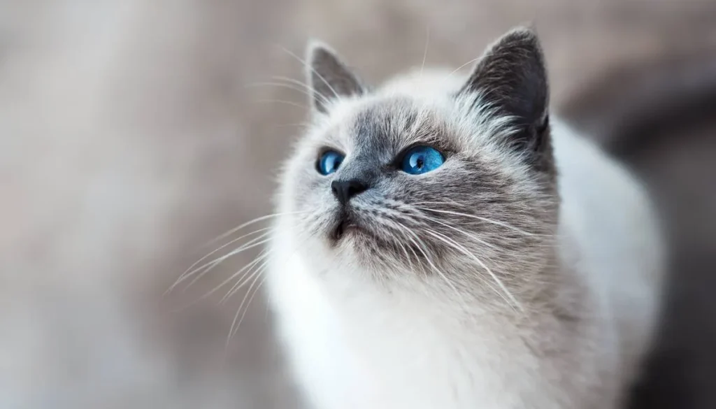 تولید محتوا پت شاپ: تقویم محتوایی